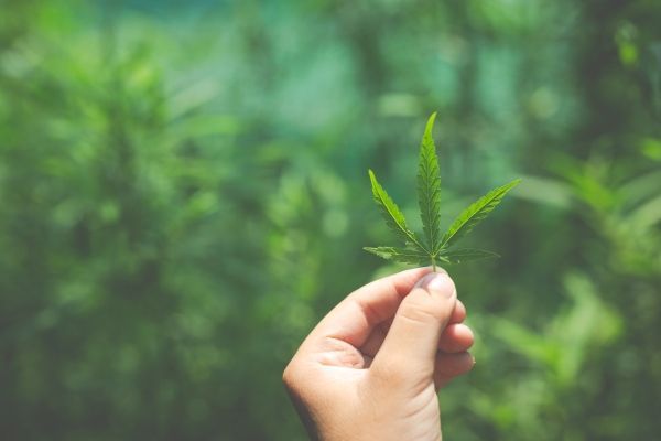 persona sujetando una hoja de cáñamo delante de unas plantas