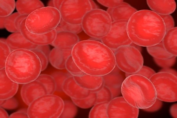 imagen de glóbulos rojos en el torrente sanguíneo