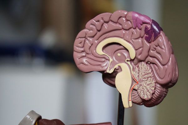 Enfermedad de Alzheimer - Vista frontal de una porción del cerebro humano