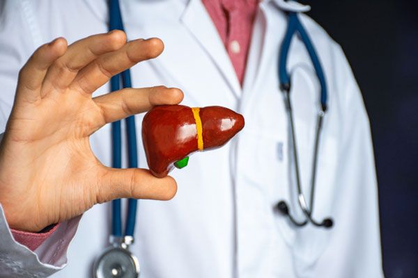 Hepatitis A - Profesional de la salud sostiene un hígado en miniatura para ilustrar las afecciones que comprometen a este órgano 