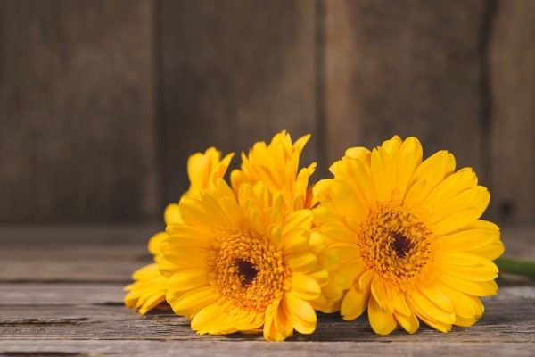  flores de árnica sobre una mesa de madera