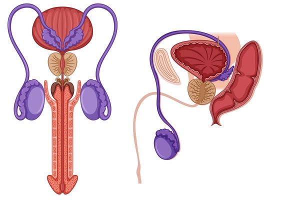 Dibujo del aparato reproductor masculino con vista frontal y lateral