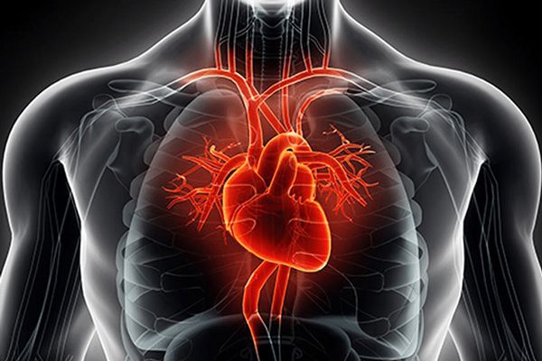 Insuficiencia cardíaca- Imagen que muestra el corazón