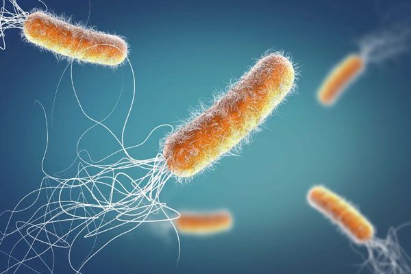 pseudomonas aeruginosa - Vista microscópica de bacterias en el organismo