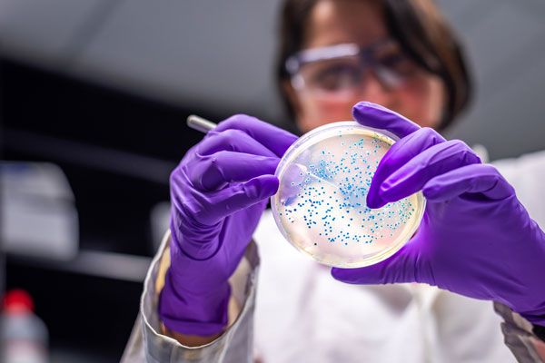 Infectóloga examina las muestras extraídas para cultivo bacteriológico en el laboratorio