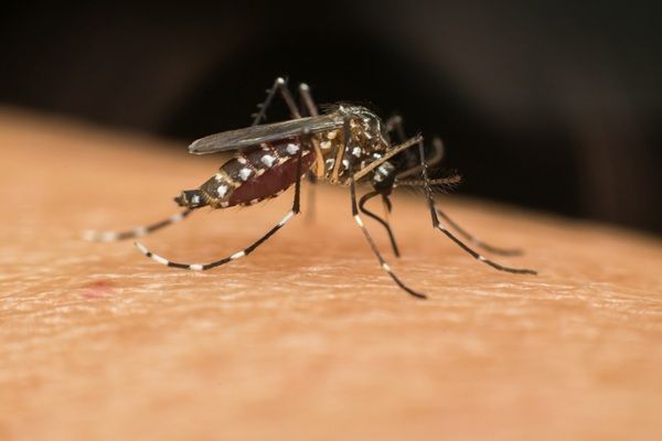 Enfermedades - Mosquito trasmisor de varias enfermedades actuales como el virus del zika, dengue o chikungunya