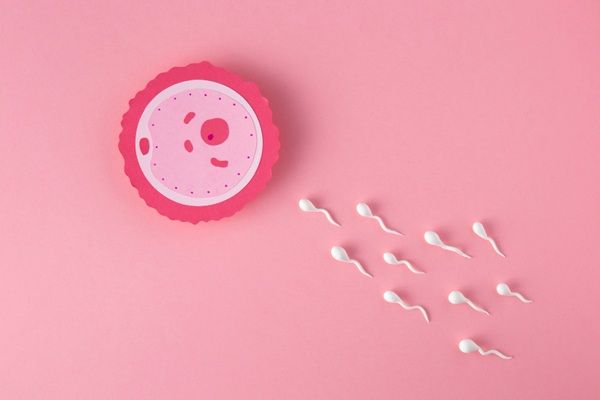 Fecundación in vitro - Representación gráfica de la fertilización mediante la inseminación artificial